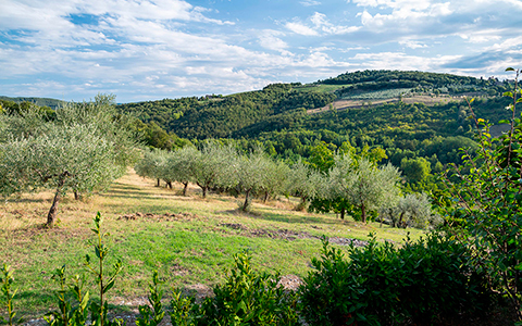 Vista parcial das oliveiras da propriedade